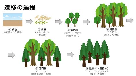 一次遷移|遷移 (生物学)